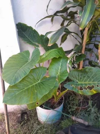 Plantas de exterior y tierra Villa del Parque