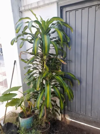 Plantas de exterior y tierra Villa del Parque