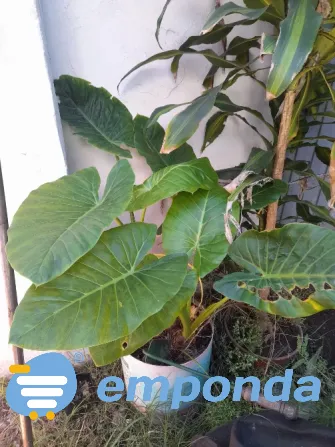 Plantas de exterior y tierra Villa del Parque - imagen 2
