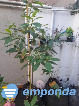 Plantas de exterior y tierra Villa del Parque - imagen 5
