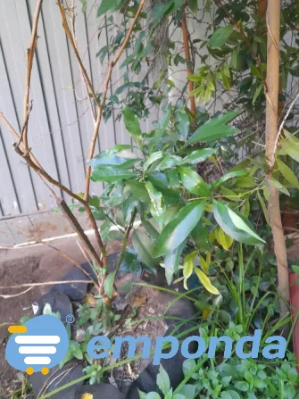 Plantas de exterior y tierra Villa del Parque - imagen 3