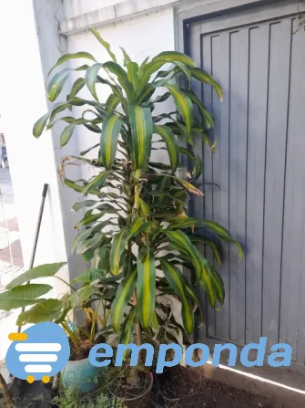 Plantas de exterior y tierra Villa del Parque - imagen 4