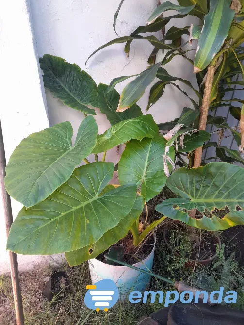 Plantas de exterior y tierra Villa del Parque - imagen 2