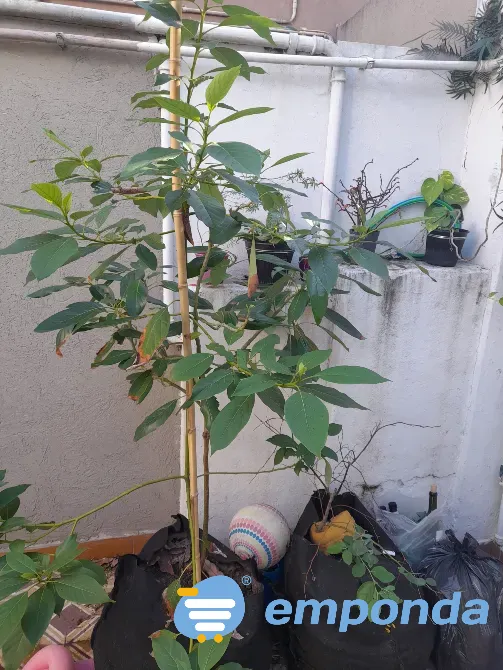 Plantas de exterior y tierra Villa del Parque - imagen 5