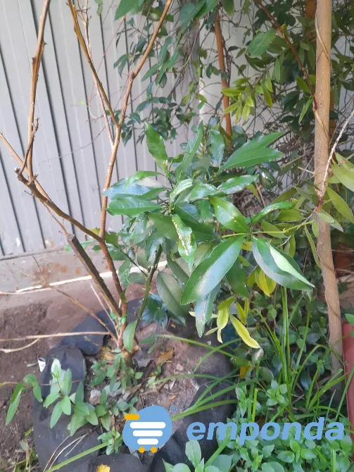 Plantas de exterior y tierra Villa del Parque - imagen 3