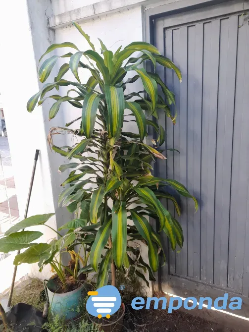 Plantas de exterior y tierra Villa del Parque - imagen 4