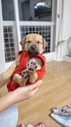 Adopción de perrito Caballito