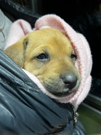 Adopción de perrito Caballito