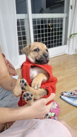 Adopción de perrito Caballito