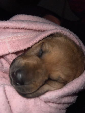 Adopción de perrito Caballito