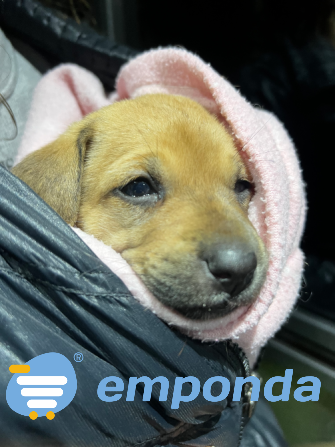 Adopción de perrito Caballito - imagen 1