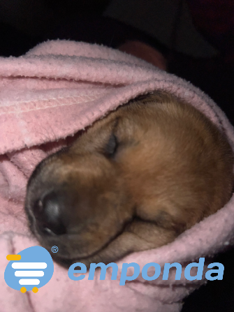 Adopción de perrito Caballito - imagen 2