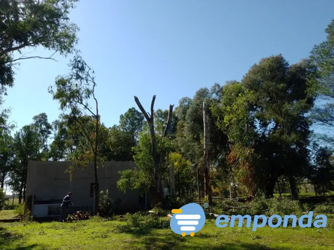 HIGH ALTITUDE TREE PRUNING Merlo - photo 1