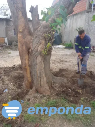 HIGH ALTITUDE TREE PRUNING Merlo - photo 4