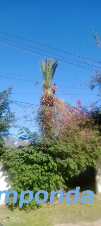HIGH ALTITUDE TREE PRUNING Merlo - photo 3