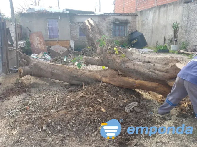 HIGH ALTITUDE TREE PRUNING Merlo - photo 5