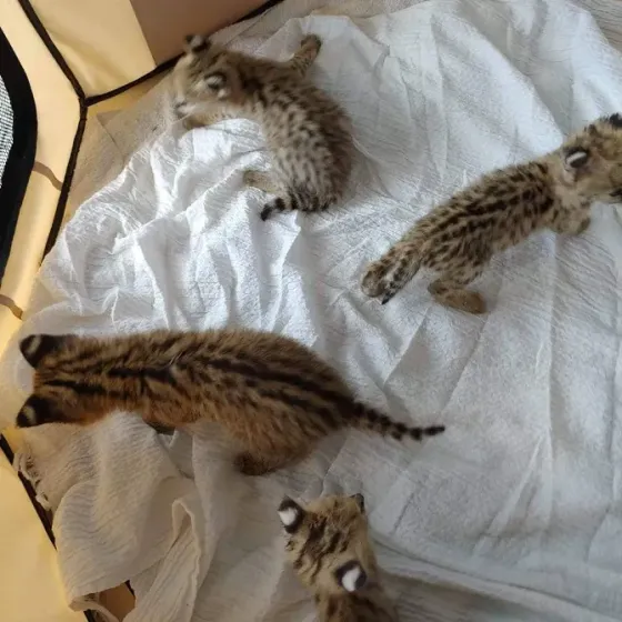 Gatitos serval disponibles para la venta La Plata