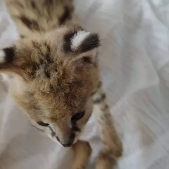 Gatitos serval disponibles para la venta La Plata
