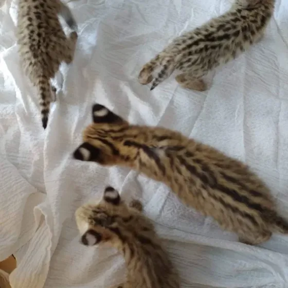 Gatitos serval disponibles para la venta La Plata