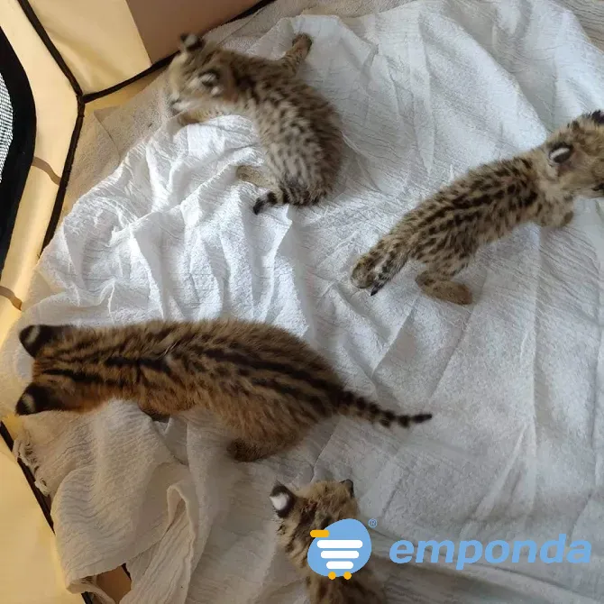 Gatitos serval disponibles para la venta La Plata - imagen 3