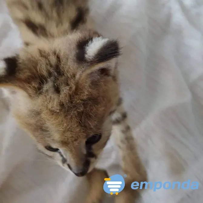 Gatitos serval disponibles para la venta La Plata - imagen 1