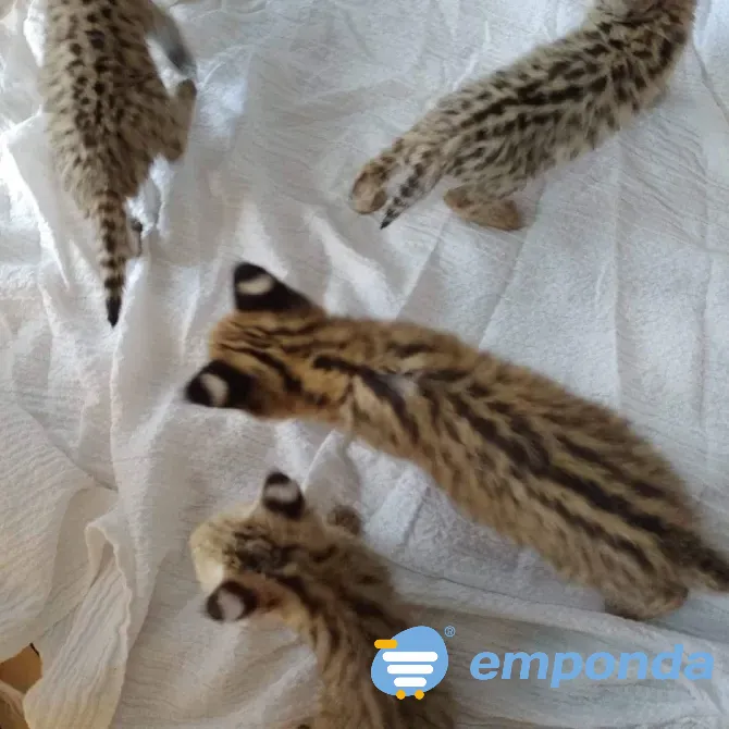 Gatitos serval disponibles para la venta La Plata - imagen 4