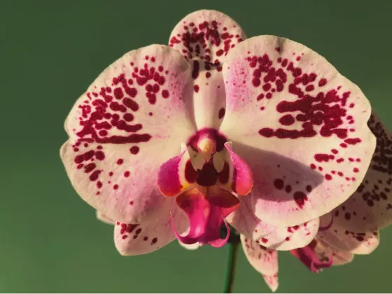 Orquídeas Palermo