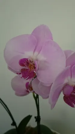 Orquídeas Palermo