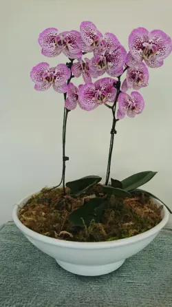 Orquídeas Palermo
