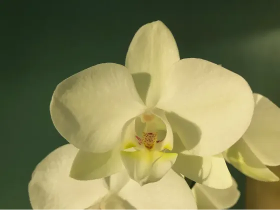 Orquídeas Palermo