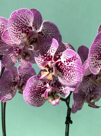 Orquídeas Palermo