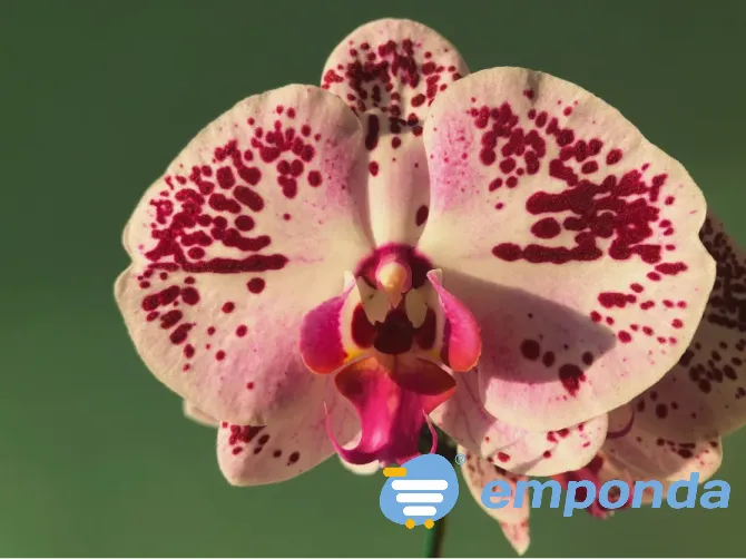 Orquídeas Palermo - imagen 2