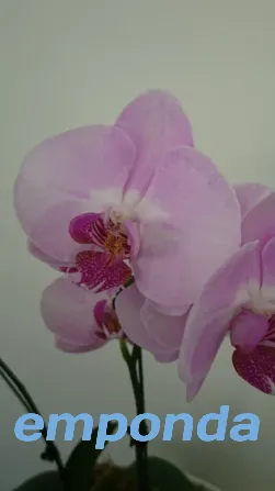 Orquídeas Palermo - imagen 6
