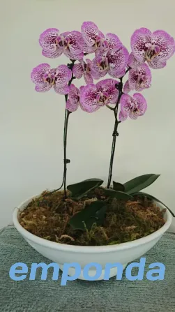 Orquídeas Palermo - imagen 5