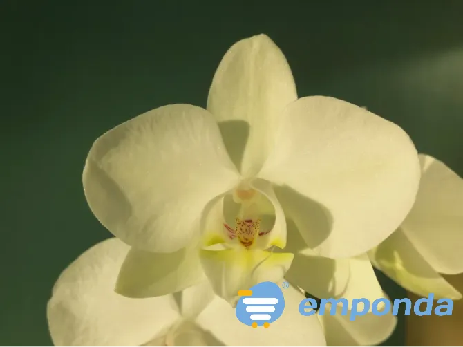 Orquídeas Palermo - imagen 3