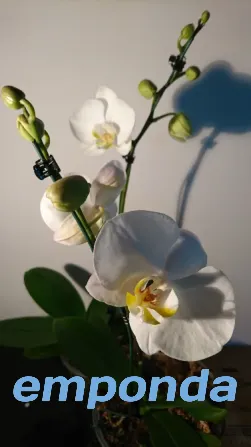 Orquídeas Palermo - imagen 9