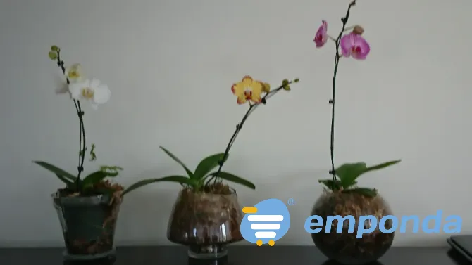 Orquídeas Palermo - imagen 8