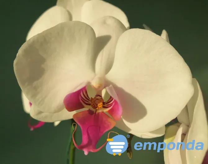 Orquídeas Palermo - imagen 1