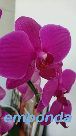 Orquídeas Palermo - imagen 7
