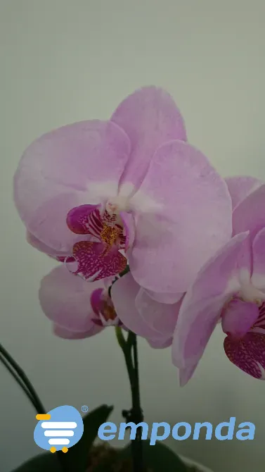 Orquídeas Palermo - imagen 4