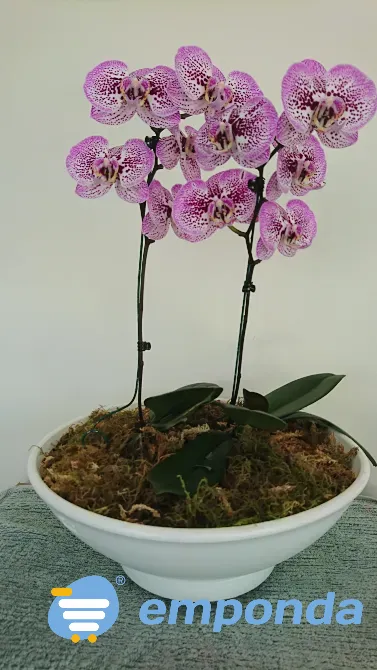 Orquídeas Palermo - imagen 6