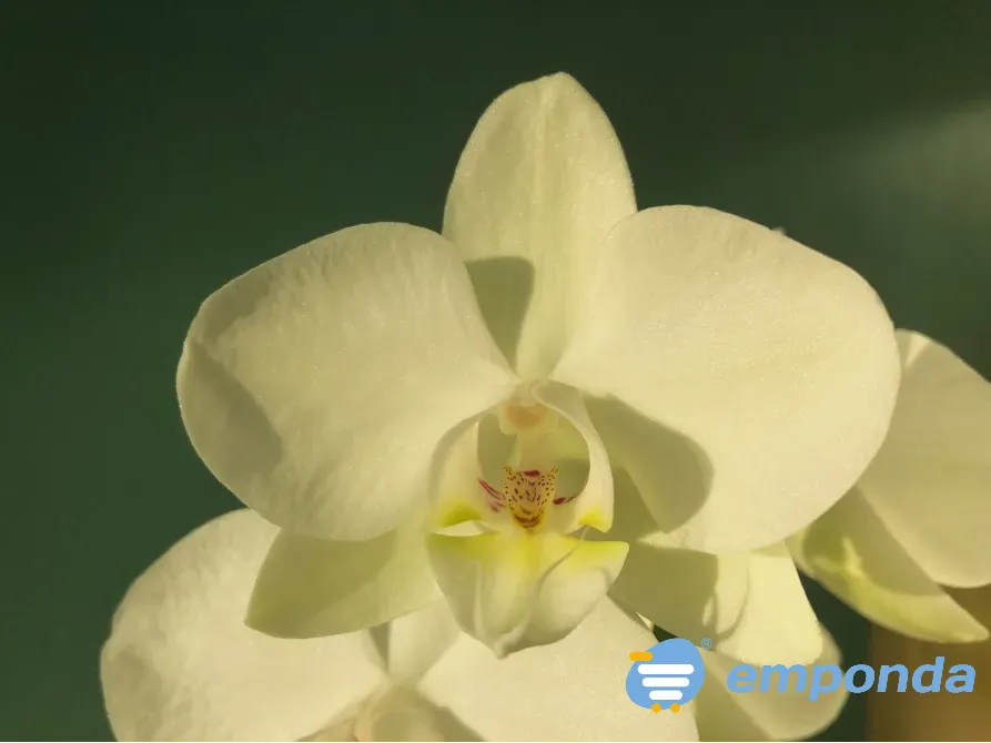 Orquídeas Palermo - imagen 3