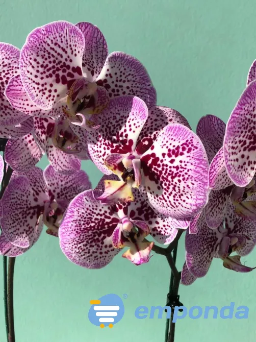 Orquídeas Palermo - imagen 5