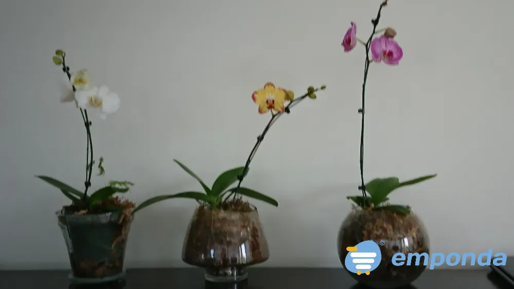 Orquídeas Palermo - imagen 8