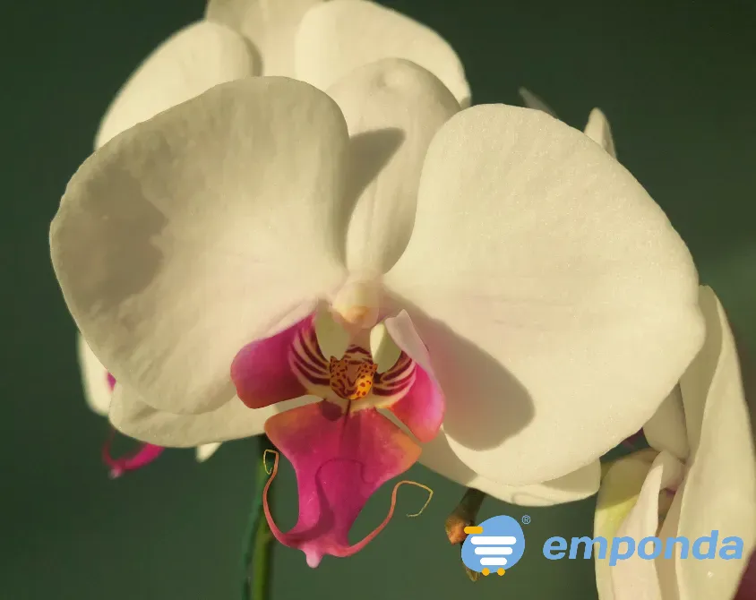 Orquídeas Palermo - imagen 1