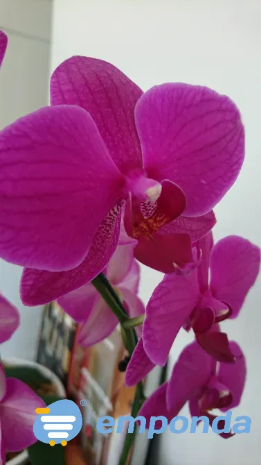 Orquídeas Palermo - imagen 7