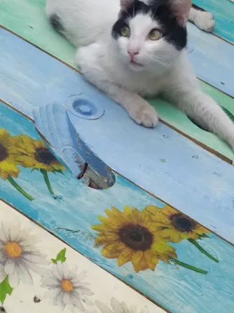 Pintura decorativa La Rioja