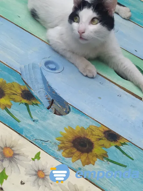 Pintura decorativa La Rioja - imagen 3