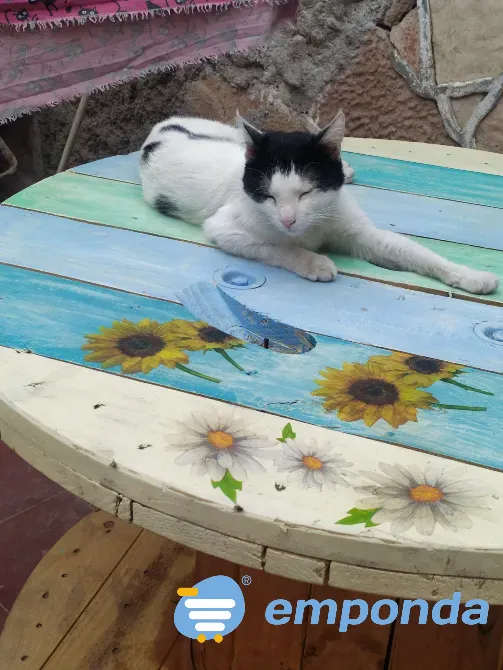 Pintura decorativa La Rioja - imagen 4