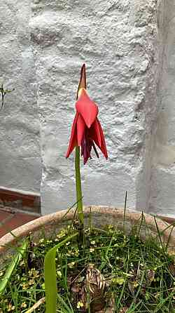 Bulbos de Flor de lis Tandil